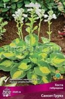 Хоста гибридная Сансет Грувз Хоста гибридная Сансет Грувз