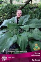 Хоста гибридная Ти Рекс 