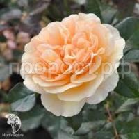 Без названия (1)