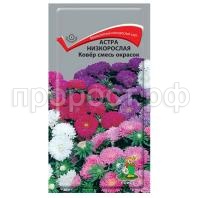 Астра-низкорослая-Ковер-смесь-окрасок-0,2г-Поиск Астра-низкорослая-Ковер-смесь-окрасок-0,2г-Поиск