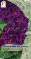 Примула махровая Розелла Парпл 5шт Примула махровая Розелла Парпл 5шт