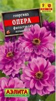 георгина опера фиолетовая1