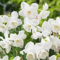 Без названия (3)