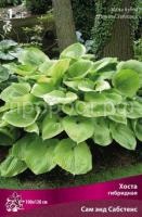 Хоста гибридная Сам энд Сабстенс Хоста гибридная Сам энд Сабстенс