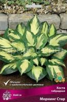 Хоста гибридная Морнинг Стар Хоста гибридная Морнинг Стар