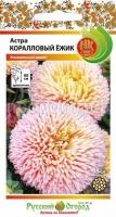астра коралловый ежик астра коралловый ежик