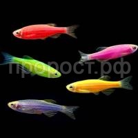 Неон ассорти Неон ассорти