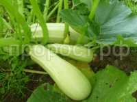 Кабачок Грибовский Кабачок Грибовский
