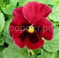 Без названия (2)