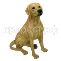 лабрадор лабрадор