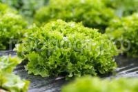 Без названия