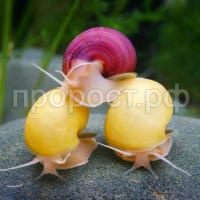 Ампулярия ассорти Ампулярия ассорти