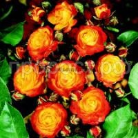 Без названия