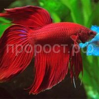 Рыба Петушок вуалевый