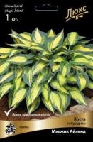 Хоста гибридная Мэджик Айленд Хоста гибридная Мэджик Айленд