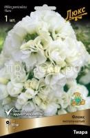 Флокс метельчатый Тиара Флокс метельчатый Тиара