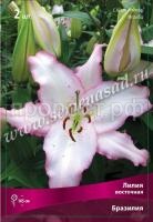 Лилия Восточная Бразилия (12-14) 5 шт 717775