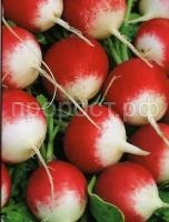 Редис розово-красный