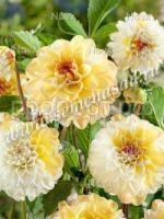 дабл джил дабл джил