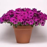 petuniya-izi-veyv-fioletovaya-1