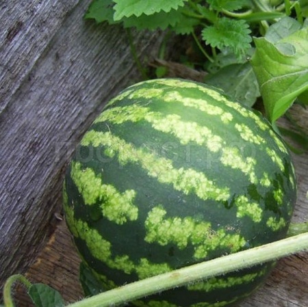 Арбуз Фотон 6г