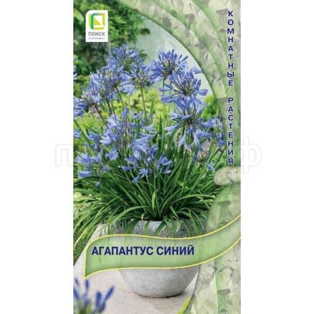 Агапантус Синий 3шт