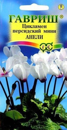 Цикламен персидский Анели 3шт 