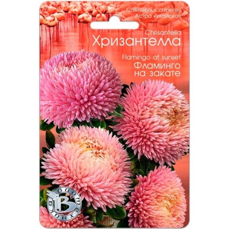 Астра Хризантелла Фламинго на закате 30шт