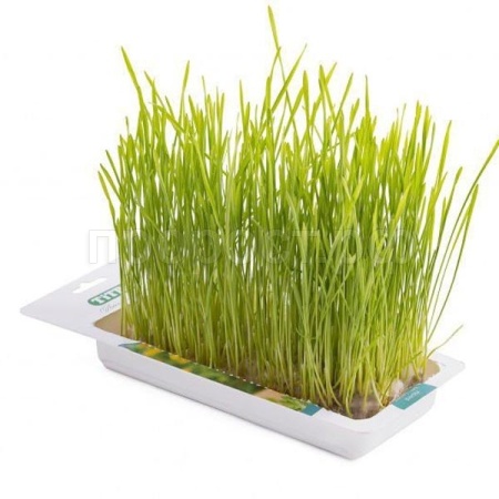 Лакомство для кошек Травка д/кошек пшеница лоток 40гр