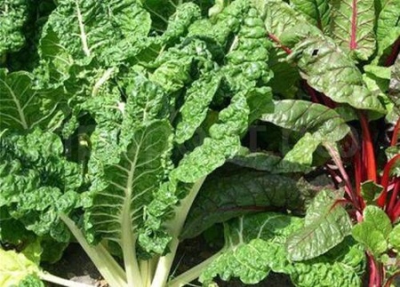 Мангольд Белавинка 100 г