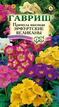 Примула Эрфуртские великаны 20шт