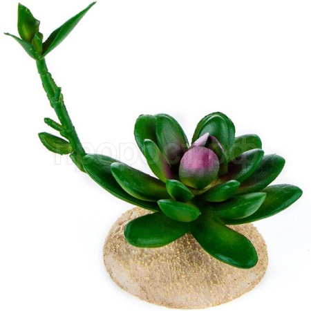 Растение TERRA DELLA Суккулент с отростком 7.5x6.5x12см (Нидерланды)