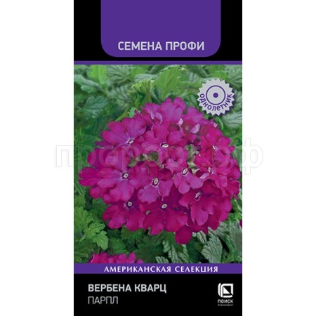 Поиск Вербена гибридная Кварц Парпл 