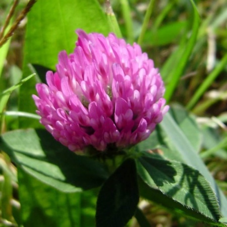 Семена клевера красного 1 кг