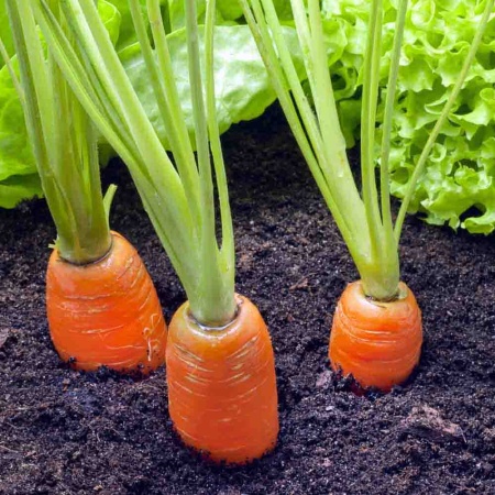 Морковь Витаминная 6 2г