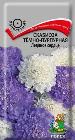 Скабиоза тёмно-пурпурная Ледяное сердце 10шт