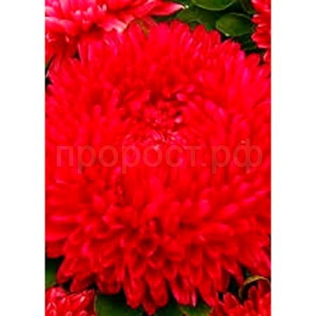 Астра Баллон рубиново-красный, однолетняя (густомахровая) 0,05г