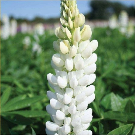 Семена люпина белого 1 кг