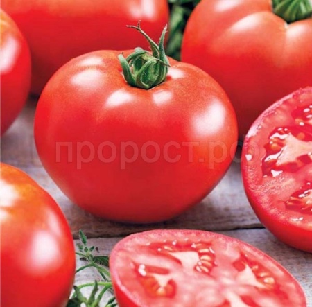 Томат Волгоградский 5/95 0,5г