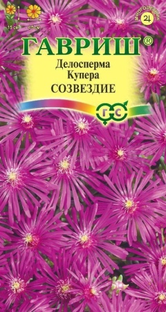 Делосперма Купера Созвездие 7шт