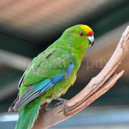 Птица Какарик